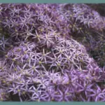Allium cristophii