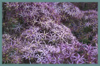 Allium cristophii