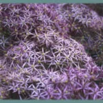 Allium cristophii