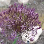 Allium cristophii — albopilosum