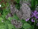 Allium cristophii — Etoile de Perse