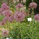 Allium cristophii — Allium
