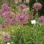 Allium cristophii — photo 4
