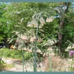 Nectaroscordum siculum