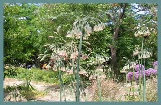 Nectaroscordum siculum