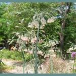 Nectaroscordum siculum