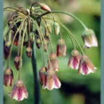 Nectaroscordum siculum — Nectaroscordum