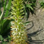 Eremurus tauricus