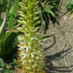 Eremurus tauricus