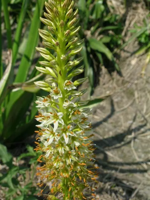 Eremurus tauricus