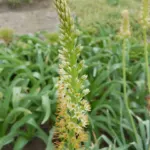 Eremurus tauricus — photo 2