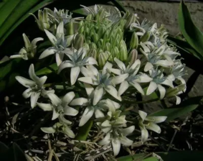 Scilla peruviana Hamadad
