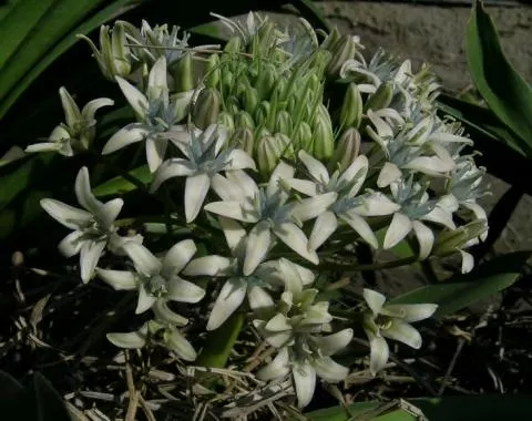 Scilla peruviana Hamadad