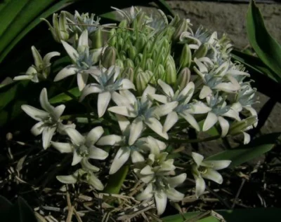 Scilla peruviana Hamadad
