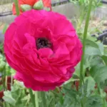 Ranunculus asiaticus