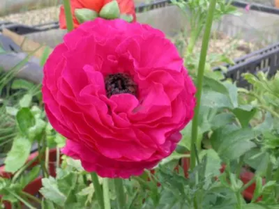 Ranunculus asiaticus