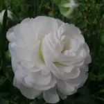 Ranunculus asiaticus — Ranunculus
