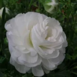 Ranunculus asiaticus — photo 2