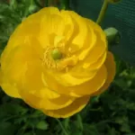 Ranunculus asiaticus — asiaticus