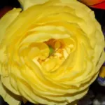 Ranunculus asiaticus — Ranoncule