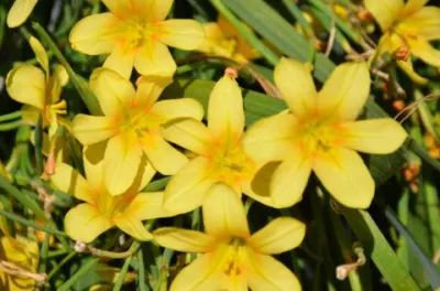 Moraea ochroleuca
