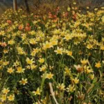 Moraea ochroleuca — ochroleuca