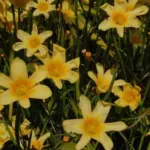 Moraea ochroleuca — Homeria collina