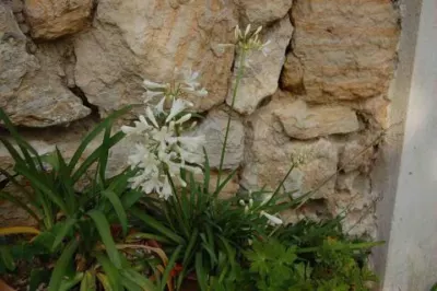 Agapanthus praecox Mini Blanc