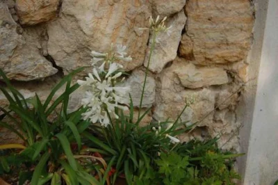 Agapanthus praecox Mini Blanc