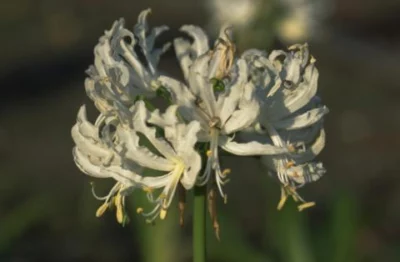 Nerine flexuosa ‘Alba’
