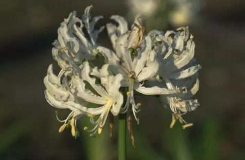 Nerine flexuosa ‘Alba’