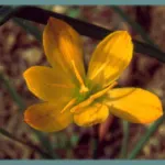 Zephyranthes citrina