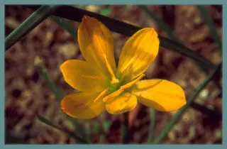 Zephyranthes citrina