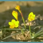 Zephyranthes citrina — sulphurea