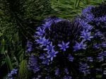Scilla peruviana Grand Bleu (cal.: 16-19cm /100b) — photo 2