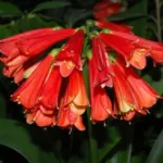 Clivia nobilis