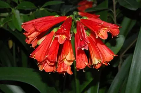 Clivia nobilis