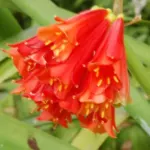 Clivia nobilis — Clivia