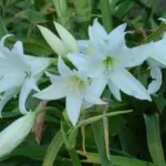 Crinum powellii album
