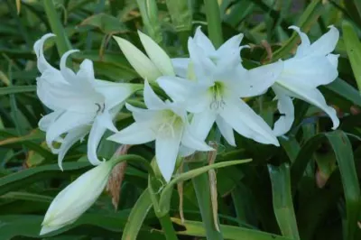 Crinum powellii album