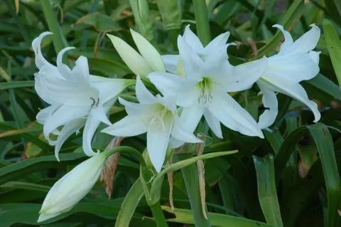 Crinum powellii album