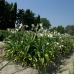 Crinum powellii album — crinum