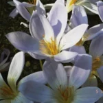 Crocus tournefortii