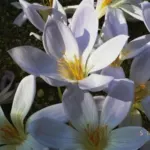 Crocus tournefortii