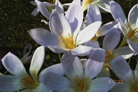 Crocus tournefortii
