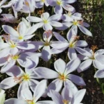 Crocus tournefortii — Crocus tournefortii