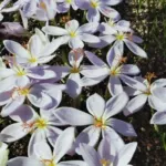 Crocus tournefortii — Crocus tournefortii