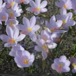 Crocus tournefortii — photo 3