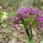 Allium thunbergii