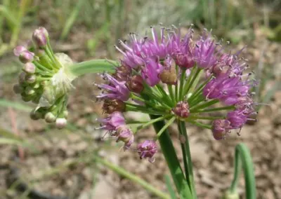 Allium thunbergii